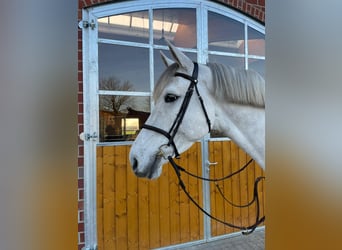 Koń westfalski, Wałach, 6 lat, 180 cm, Siwa