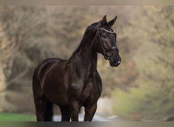 Koń westfalski, Wałach, 6 lat, 182 cm, Kara