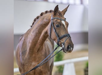 Koń westfalski, Wałach, 6 lat, Ciemnokasztanowata