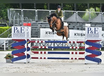 Koń westfalski, Wałach, 6 lat, Gniada