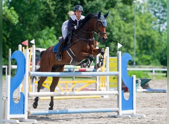 Koń westfalski, Wałach, 7 lat, 166 cm, Ciemnogniada