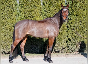 Koń westfalski, Wałach, 7 lat, 166 cm, Ciemnogniada