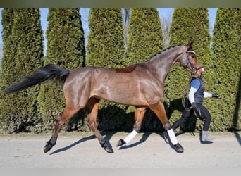 Koń westfalski, Wałach, 7 lat, 166 cm, Ciemnogniada