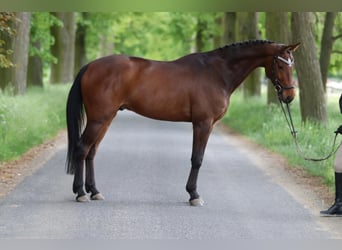 Koń westfalski, Wałach, 7 lat, 166 cm, Ciemnogniada