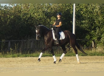 Koń westfalski, Wałach, 7 lat, 167 cm, Kara