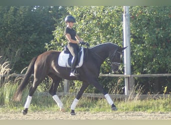 Koń westfalski, Wałach, 7 lat, 167 cm, Kara