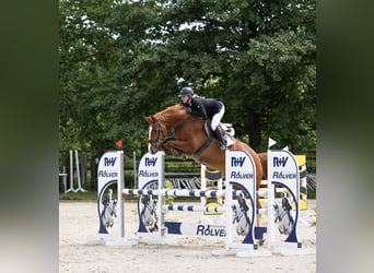 Koń westfalski, Wałach, 7 lat, 168 cm, Kasztanowata