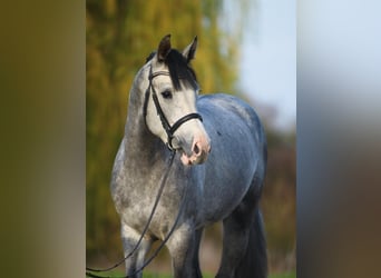 Koń westfalski, Wałach, 7 lat, 168 cm, Siwa jabłkowita