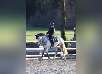 Koń westfalski, Wałach, 7 lat, 168 cm, Siwa