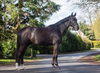 Koń westfalski, Wałach, 7 lat, 169 cm, Ciemnokasztanowata