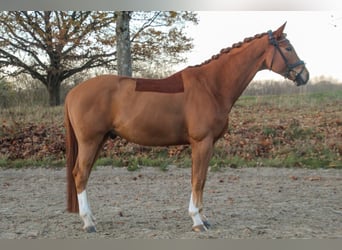 Koń westfalski, Wałach, 7 lat, 169 cm, Kasztanowata