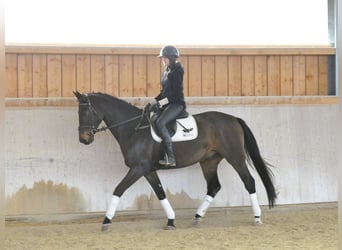 Koń westfalski, Wałach, 7 lat, 170 cm, Ciemnogniada