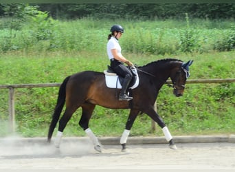 Koń westfalski, Wałach, 7 lat, 170 cm, Ciemnogniada
