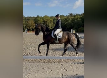 Koń westfalski, Wałach, 7 lat, 170 cm, Ciemnogniada