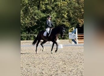Koń westfalski, Wałach, 7 lat, 170 cm, Ciemnogniada