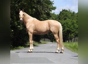 Koń westfalski, Wałach, 7 lat, 172 cm, Izabelowata