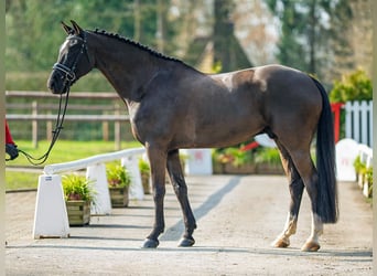 Koń westfalski, Wałach, 7 lat, 173 cm, Gniada