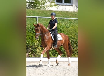 Koń westfalski, Wałach, 7 lat, 173 cm, Kasztanowata