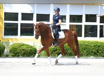 Koń westfalski, Wałach, 7 lat, 173 cm, Kasztanowata