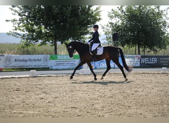 Koń westfalski, Wałach, 7 lat, 175 cm, Ciemnogniada