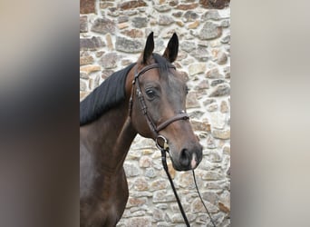 Koń westfalski, Wałach, 7 lat, 175 cm, Gniada