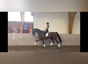 Koń westfalski, Wałach, 7 lat, 183 cm, Gniada