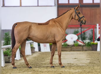 Koń westfalski, Wałach, 7 lat, Kasztanowata
