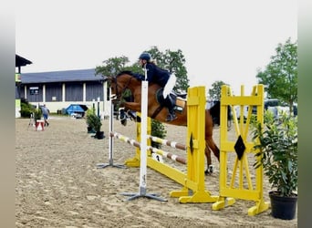 Koń westfalski, Wałach, 8 lat, 162 cm, Ciemnogniada