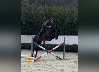 Koń westfalski, Wałach, 8 lat, 168 cm, Gniada