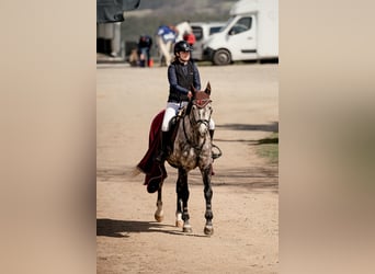 Koń westfalski, Wałach, 8 lat, 168 cm, Siwa