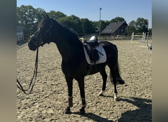 Koń westfalski, Wałach, 8 lat, 170 cm, Ciemnogniada