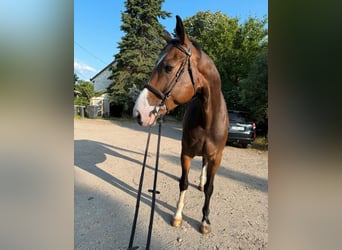 Koń westfalski, Wałach, 8 lat, 170 cm, Gniada