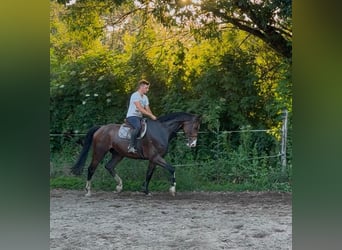 Koń westfalski, Wałach, 8 lat, 170 cm, Gniada