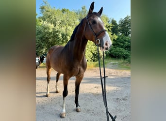 Koń westfalski, Wałach, 8 lat, 170 cm, Gniada