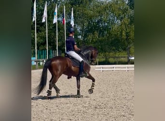 Koń westfalski, Wałach, 8 lat, 170 cm, Gniada