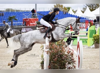 Koń westfalski, Wałach, 8 lat, 170 cm, Siwa