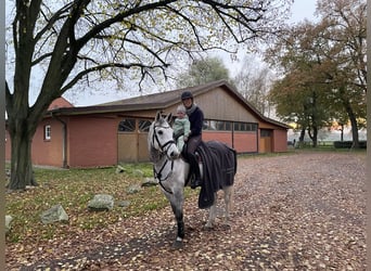 Koń westfalski, Wałach, 9 lat, 168 cm, Siwa