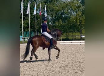 Koń westfalski, Wałach, 9 lat, 170 cm, Gniada