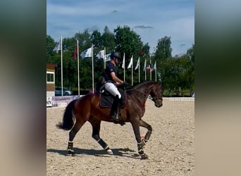 Koń westfalski, Wałach, 9 lat, 170 cm, Gniada