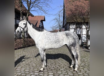 Koń westfalski, Wałach, 9 lat, 170 cm, Siwa jabłkowita