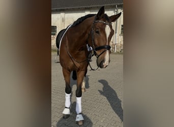 Koń westfalski, Wałach, 9 lat, 175 cm, Gniada