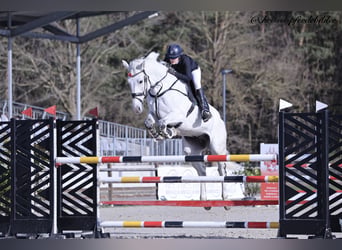Koń westfalski, Wałach, 9 lat, Siwa