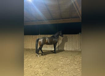Koń westfalski, Wałach, 10 lat, 169 cm, Ciemnogniada