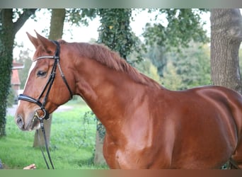 Koń westfalski, Wałach, 10 lat, 170 cm, Kasztanowata