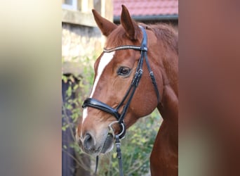 Koń westfalski, Wałach, 10 lat, 170 cm, Kasztanowata