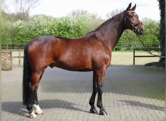 Koń westfalski, Wałach, 10 lat, 173 cm, Gniada