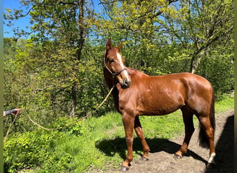 Koń westfalski, Wałach, 10 lat, 175 cm, Ciemnokasztanowata