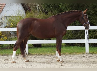 Koń westfalski, Wałach, 10 lat, 178 cm, Ciemnokasztanowata