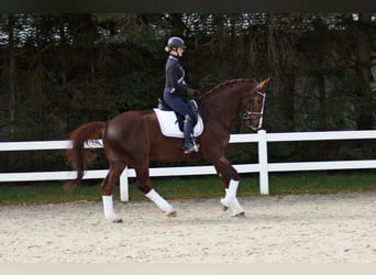 Koń westfalski, Wałach, 10 lat, 178 cm, Ciemnokasztanowata