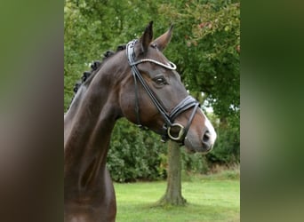 Koń westfalski, Wałach, 11 lat, 167 cm, Ciemnogniada